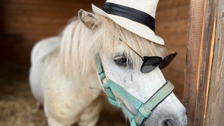 Shetland-Pony Jack mit Sonnenbrille und Hut Shetland-Pony Jack mit Sonnenbrille und Hut