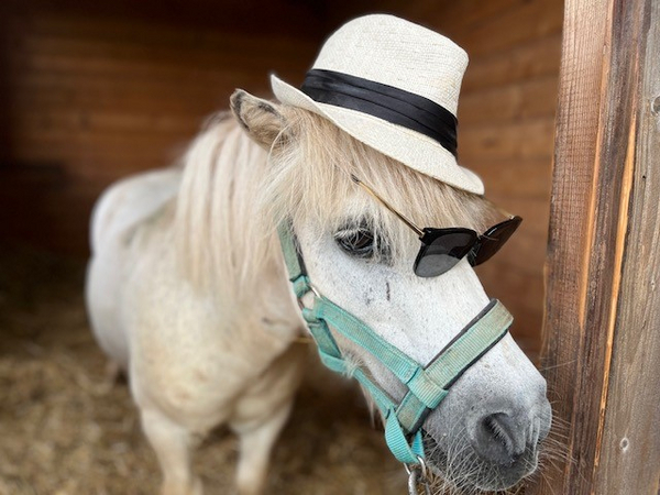 Shetland-Pony Jack mit Sonnenbrille und Hut Shetland-Pony Jack mit Sonnenbrille und Hut